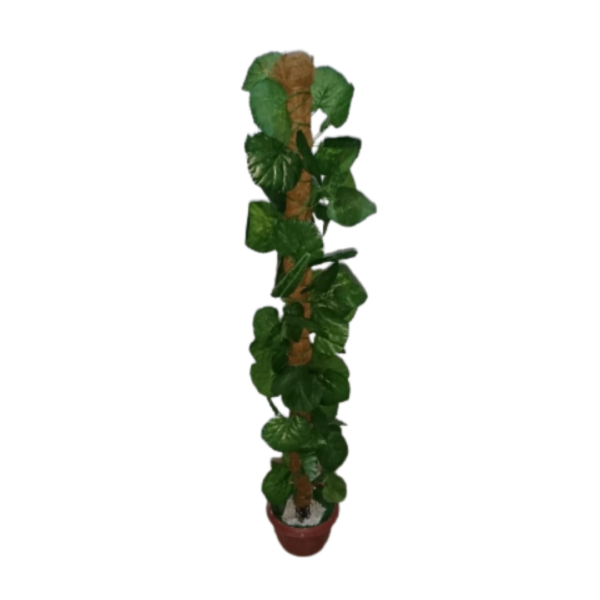 Premium Money Plant with Coco Support – Indoor & Outdoor - Image 5