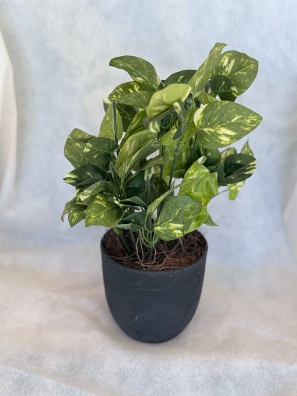 Money Plant in Elegant Black Pot – Best Indoor Plant in Pakistan