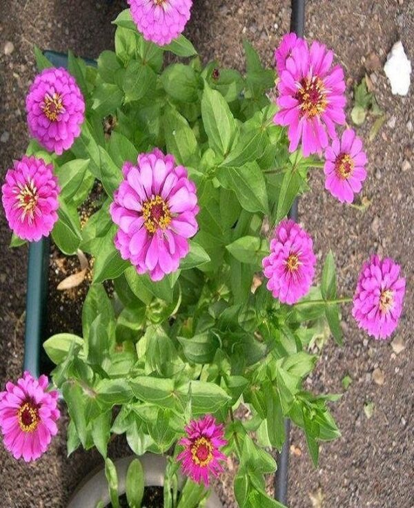 Zinnia Giant Double - Image 2